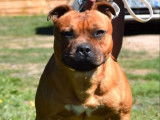 À vendre : un chiot mâle Staffie LOF, de juillet 2023