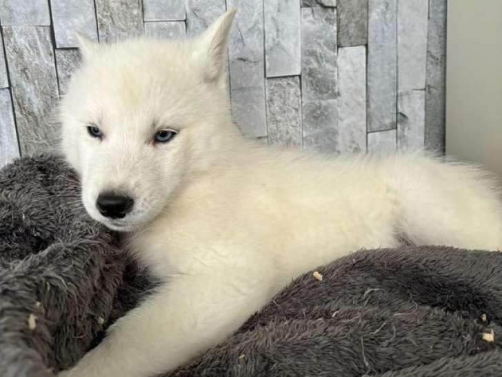 Trois chiots mâles Huskies de Sibérie LOF, de septembre 2023, à vendre