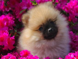 À réserver : 4 chiots Spitz Nains LOF, de novembre 2023
