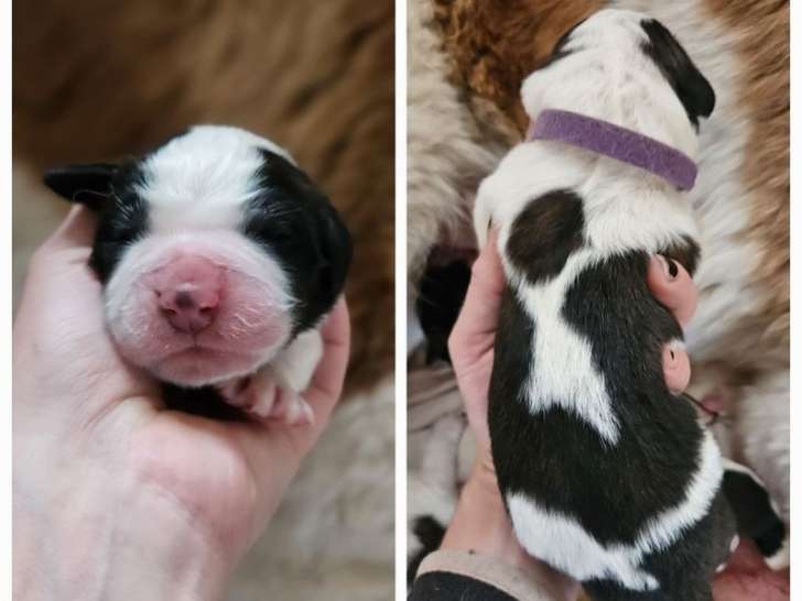 À réserver : trois chiots femelles Saint-Bernards LOF, de novembre 2023