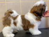 À vendre : 5 chiots Shih Tzu LOF, d’août 2023