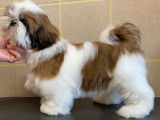 À vendre : 5 chiots Shih Tzu LOF, d’août 2023