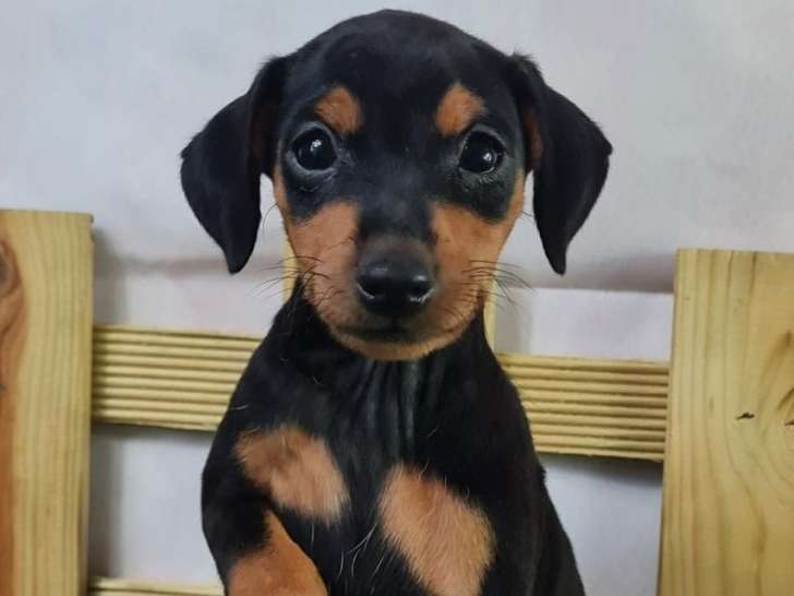 Des chiots Pinscher Nains noir et feu à vendre