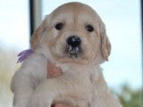 Deux chiots Golden Retrievers LOF à réserver