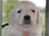 Deux chiots Golden Retrievers LOF à réserver
