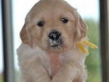 Deux chiots Golden Retrievers LOF à réserver