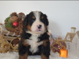 6 chiots Bouviers Bernois à réserver