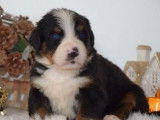 6 chiots Bouviers Bernois à réserver