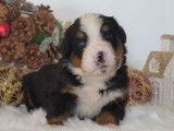 6 chiots Bouviers Bernois à réserver
