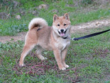 Chiot femelle Shiba Inu LOF rousse à vendre