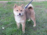 Chiot femelle Shiba Inu LOF rousse à vendre
