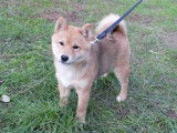 Chiot femelle Shiba Inu LOF rousse à vendre
