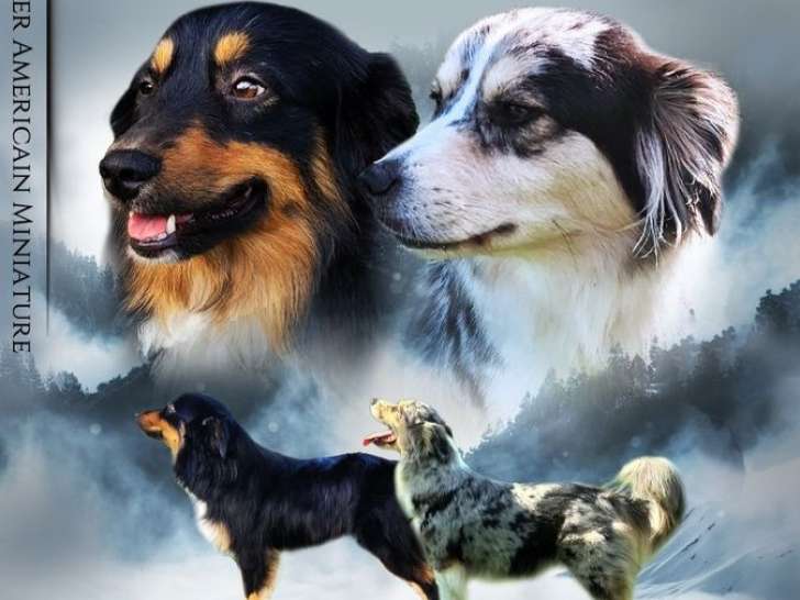 8 chiots Bergers Américains Miniatures LOF à vendre