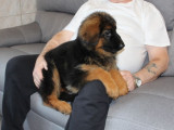 Chiot mâle Berger Allemand LOF fauve et noir à vendre