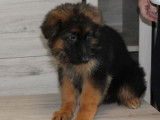 Chiot m&acirc;le Berger Allemand LOF fauve et noir &agrave; vendre