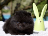 4 chiots Spitz Allemands LOF noirs à réserver