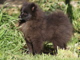 Adorable femelle Spitz Allemand LOF noir