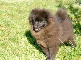 Adorable femelle Spitz Allemand LOF noir