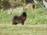 Adorable femelle Spitz Allemand LOF noir