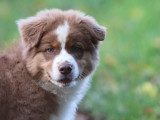 Chiot mâle Berger Australien LOF tricolore à vendre
