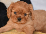 Deux chiots mâles Cavaliers King Charles LOF à vendre