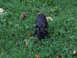 Chiot femelle Bouledogue Français noire LOF disponible à la vente