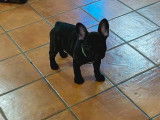 Chiot femelle Bouledogue Fran&ccedil;ais noire LOF disponible &agrave; la vente