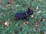 Chiot femelle Bouledogue Fran&ccedil;ais noire LOF disponible &agrave; la vente