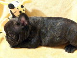 Chiot femelle Bouledogue Fran&ccedil;ais noire LOF disponible &agrave; la vente