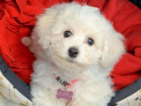 Des chiots Bichons Frisés LOF à réserver