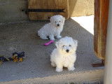 Des chiots Bichons Frisés LOF à réserver