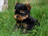 Chiot femelle Yorkshire Terrier noir et feu à vendre