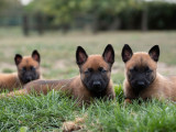 Des chiots Bergers Belges Malinois LOF à adopter