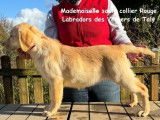 Deux chiots Labrador Retrievers LOF &agrave; la vente