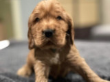 À réserver : 4 chiots mâles Cockers Spaniel Anglais LOF