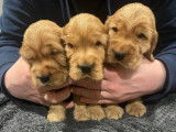 À réserver : 4 chiots mâles Cockers Spaniel Anglais LOF