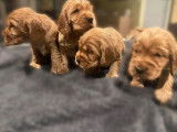 À réserver : 4 chiots mâles Cockers Spaniel Anglais LOF