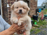 Trois chiots mâles Épagneuls Tibétains à réserver (LOF)
