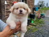 Trois chiots mâles Épagneuls Tibétains à réserver (LOF)