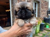 Trois chiots mâles Épagneuls Tibétains à réserver (LOF)