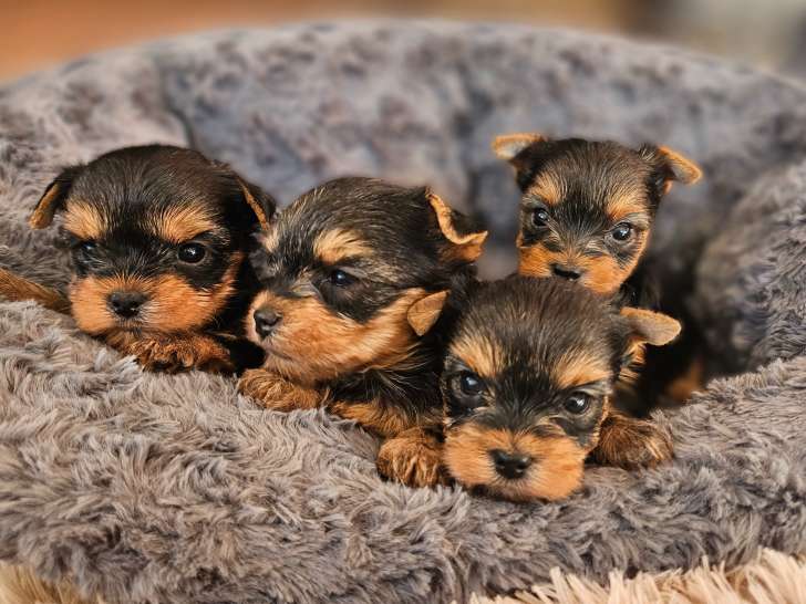 Magnifiques chiots Yorkshire Terrier LOF à vendre