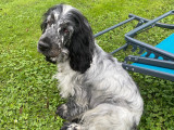 Mâle Cocker Anglais bleu rouan disponible pour saillie