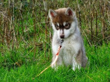 Magnifiques chiots Husky Sibérien LOF à vendre