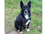 Chienne Border Collie à donner