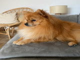 Mâle Spitz Allemand croisé Loulou de Poméranie disponible pour saillie