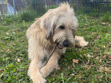 Jeune chienne de 2 ans à adopter