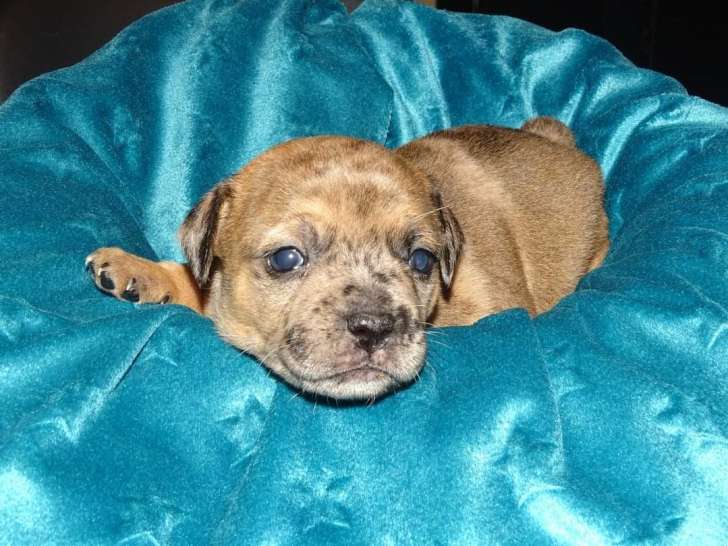 1 petits mâles Bouledogue Français croisés Chihuahua à vendre