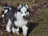 Chiots Pomsky adoptables immédiatement