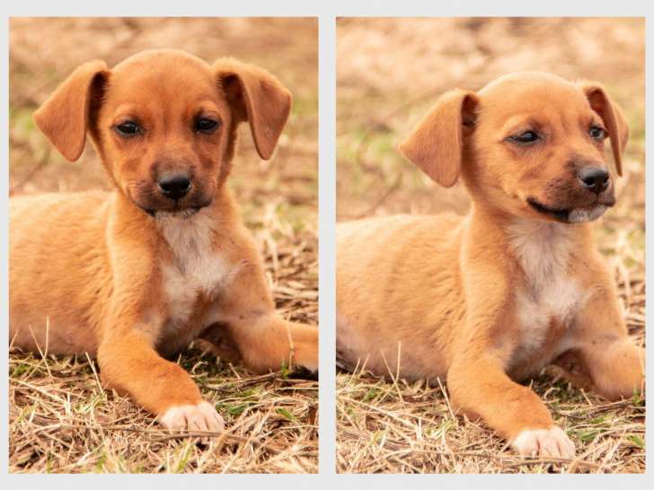 Edgard, chiot berger à adopter