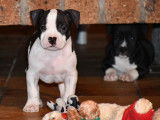 Chiots American Staff LOF disponible